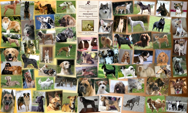 Communauté Eleveurs canins Pures Races