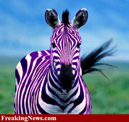 Purple Zebra Images