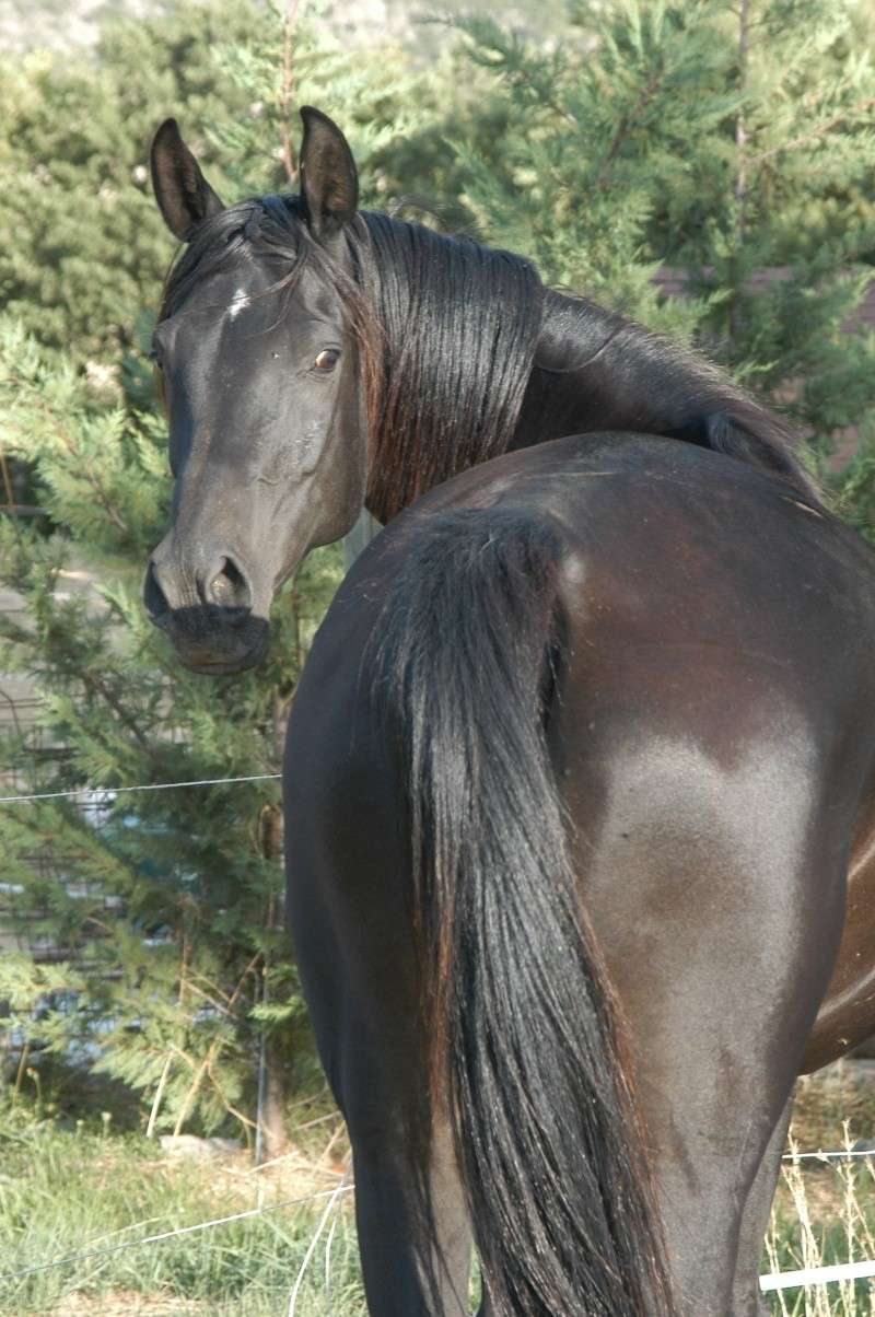 Black Arabian Filly