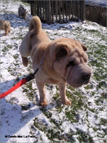 rencontre shar pei