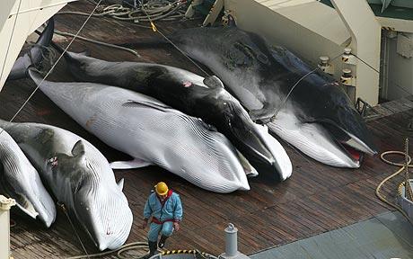 La chasse à la baleine a rouvert en Norvège