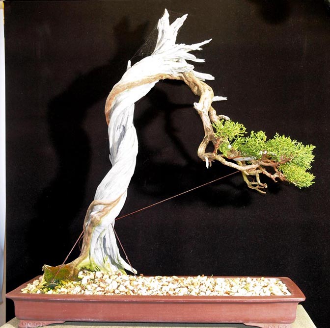 Bunjin Bonsai