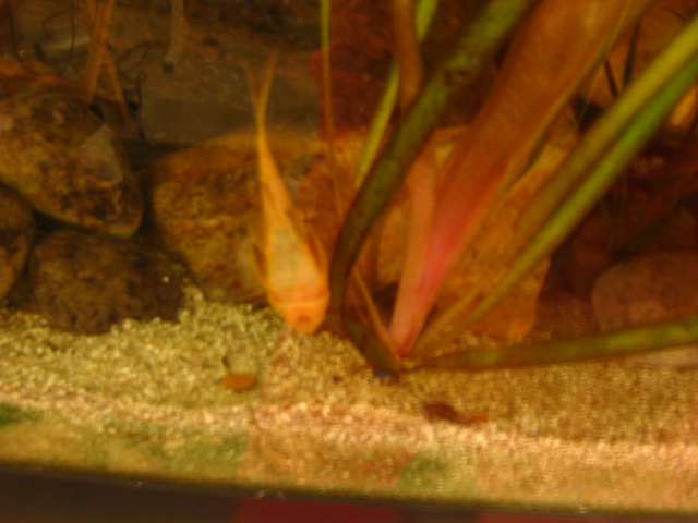 Albino Chocolate Pleco