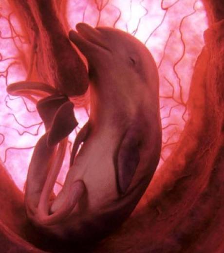 Hécatombe de bébés dauphins dans le Golfe du Mexique