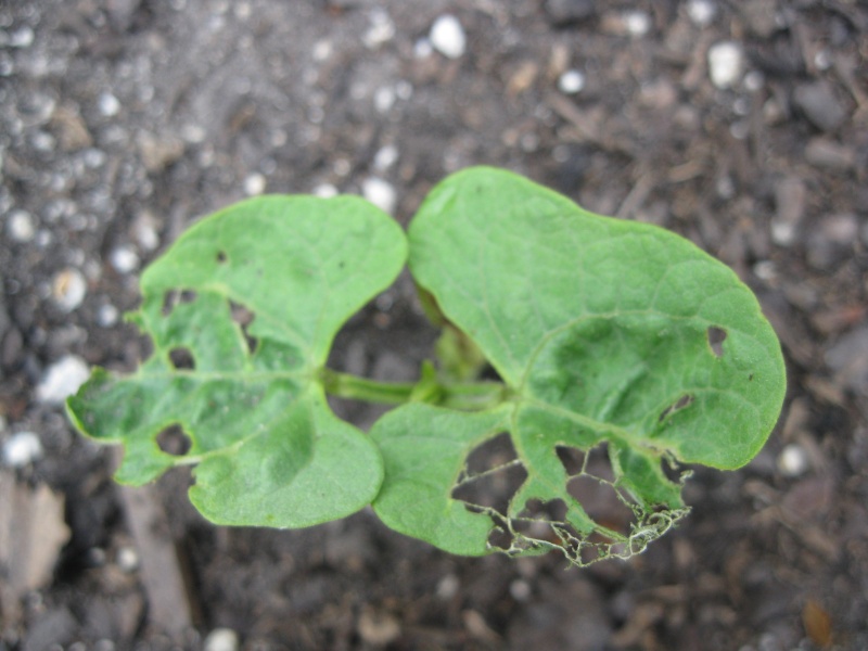 something-is-eating-holes-in-my-green-beans