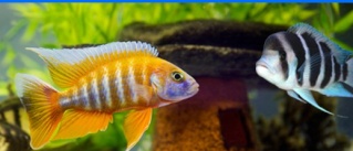 Nyeri Cichlid