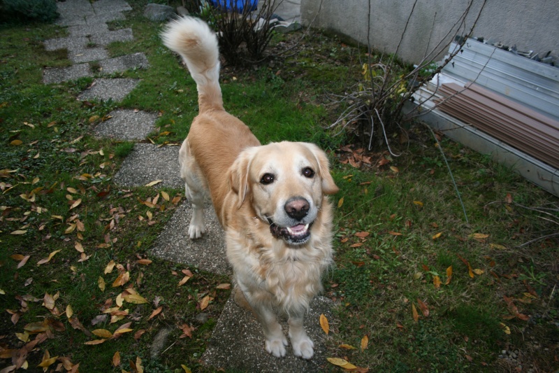 Donne chien type labrador croisé golden retriever (Limoges)