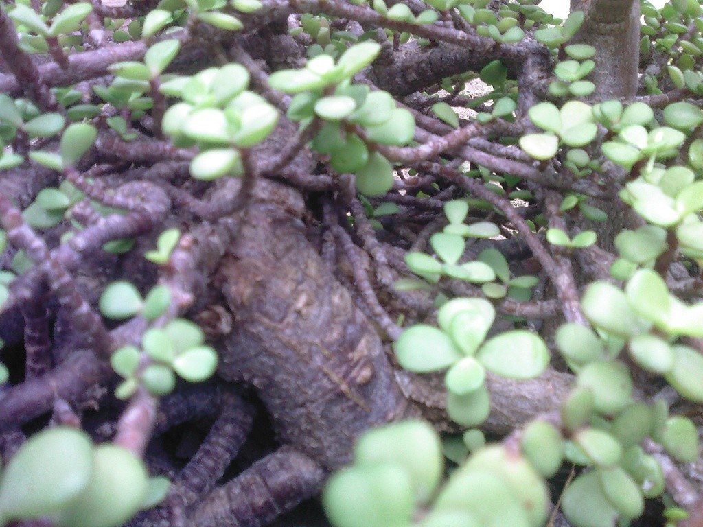 Baby Jade plant