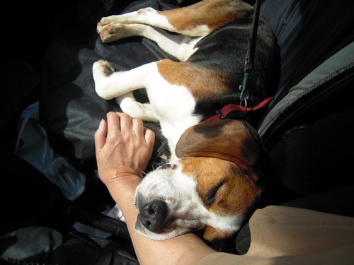 beagle13.jpg