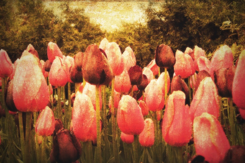 tulipe10.jpg