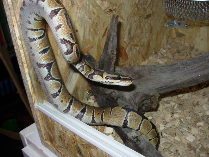 python10.jpg