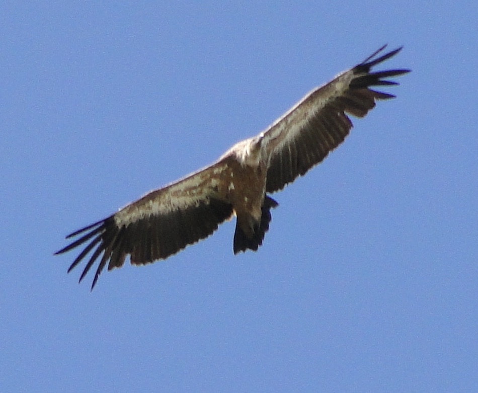 vautou11.jpg