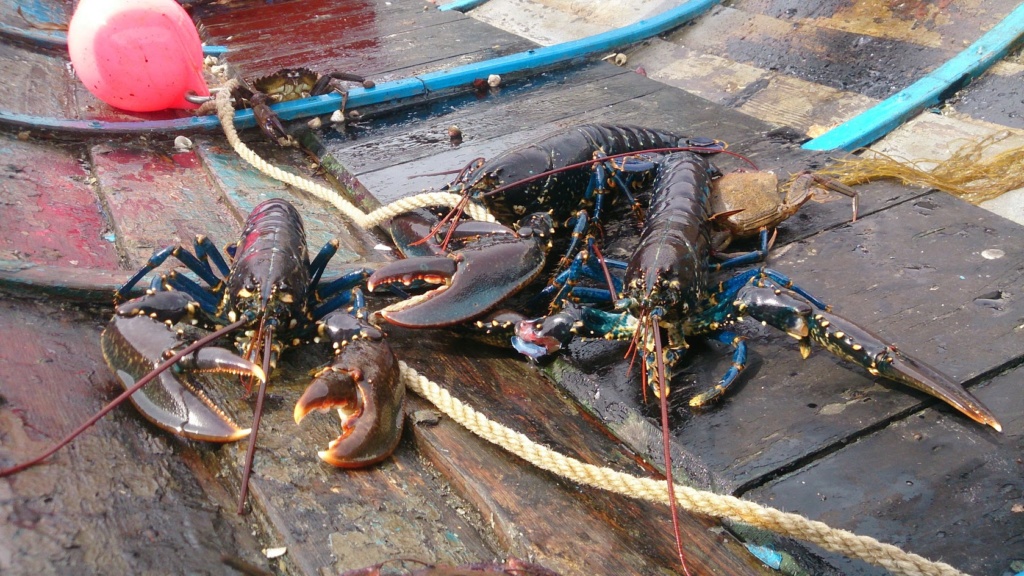 lobste10.jpg